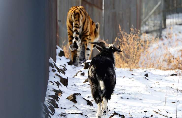 Тигр Амур и козёл Тимур пока поживут раздельно