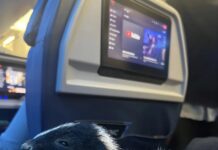 Skunk Terbang Kelas Satu di Delta, TSA Tidak Terpengaruh
