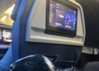 Skunk Flies Delta Business Class, TSA не обурюється