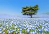 Мільйони Блакитних Квітів Створюють Казковий Пейзаж у Японії