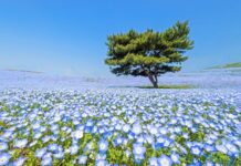 Мільйони Блакитних Квітів Створюють Казковий Пейзаж у Японії