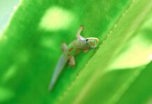 Последний рубеж крошечной геккона: охрана природы, общины и хрупкое будущее Мадагаскара