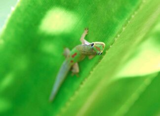 Последний рубеж крошечной геккона: охрана природы, общины и хрупкое будущее Мадагаскара