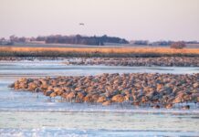 Міграція журавлів-красунь у Небрасці: Путівник для мандрівників