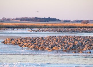 Міграція журавлів-красунь у Небрасці: Путівник для мандрівників