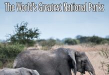 Величественные сцены природы: Путешествие по лучшим национальным паркам Южного полушария