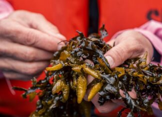 Cordova’s secret: kelp, oysters, and ice